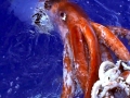 Giant Squid