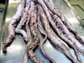 Giant Squid