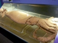Giant Squid