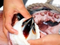 Giant Squid