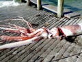 Giant Squid