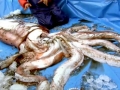 Giant Squid