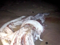 Giant Squid