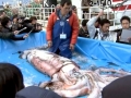 Giant Squid