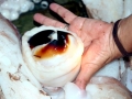 Giant Squid