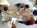 Giant Squid
