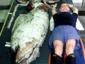 Giant Squid