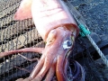 Giant Squid