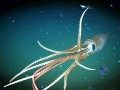 Giant Squid