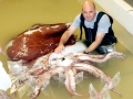 Giant Squid
