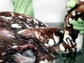 Giant Squid