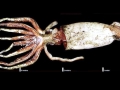 Giant Squid