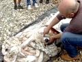 Giant Squid