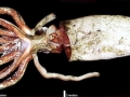 Giant Squid