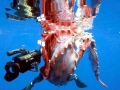 Giant Squid