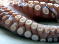 Giant Squid