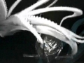 Giant Squid