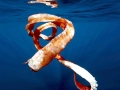 Giant Squid