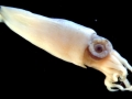 Giant Squid