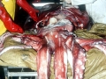 Giant Squid