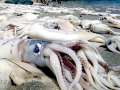 Giant Squid