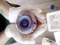 Giant Squid