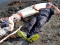 Giant Squid