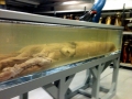 Giant Squid