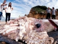 Giant Squid