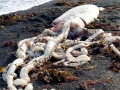 Giant Squid