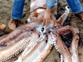 Giant Squid