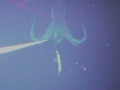 Giant Squid