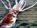 Giant Squid