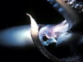 Giant Squid