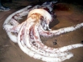 Giant Squid