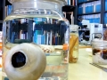 Giant Squid