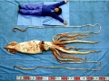 Giant Squid