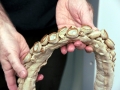Giant Squid