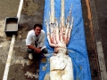 Giant Squid