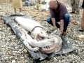 Giant Squid
