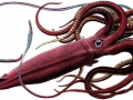 Giant Squid