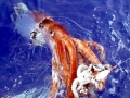 Giant Squid