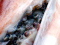 Giant Squid