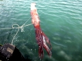 Giant Squid