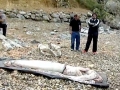 Giant Squid