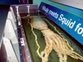 Giant Squid