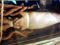 Giant Squid