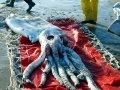 Giant Squid