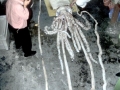 Giant Squid