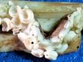 Giant Squid
